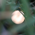 FIDDE - Genopladelig natlampe med dæmpningsfunktion og stilrent design